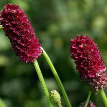 КРОВОХЛЕБКА ЧЕРНОГОЛОВНИК горшок-с1 флос