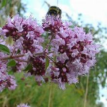 МАЙОРАН ОБЫКНОВЕННЫЙ горшок-с1 флос