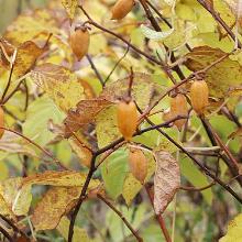 АКТИНИДИЯ ПОЛИГАМА ЗЛАТА горшок-p9