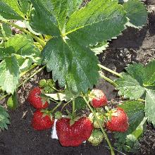 РАССАДА КЛУБНИКА РЕМОНТАНТНАЯ САН АНДРЕАС горшок-с1