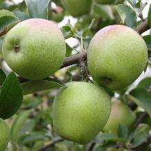 ЯБЛОНЯ РОССОШАНСКОЕ ВКУСНОЕ пакет