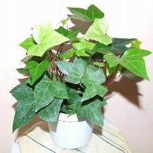 ПЛЮЩ КАНАРСКИЙ горшок-с1 флос