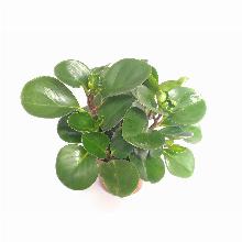 ПЕПЕРОМИЯ МАГНОЛИЕЛИСТНАЯ горшок-с1 флос