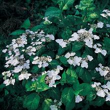 Нажмите чтобы увеличить изображение