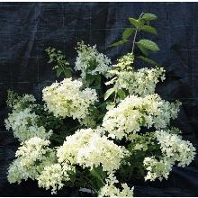 ГОРТЕНЗИЯ МЕТЕЛЬЧАТАЯ ДЕНТЕЛЬ ДЕ ГОРРОН пакет