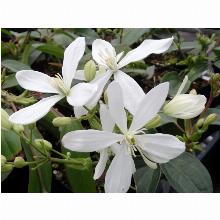 Нажмите чтобы увеличить изображение