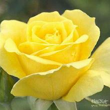 РОЗА СПРЕЙ ЕЛЛОУ БЭБИ пакет