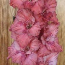 ГЛАДИОЛУС ЗЕ ФАНТОМ 3шт-пакет