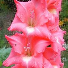 ГЛАДИОЛУС МОНИКА 3шт-пакет