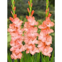 Нажмите чтобы увеличить изображение