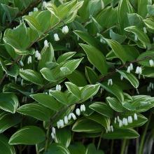 КУПЕНА ВАРИГАТУМ пакет