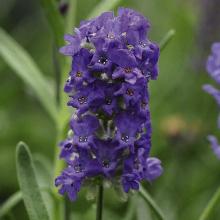 ЛАВАНДА ЭЛЕГАНС ПУРПЛ пакет