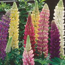 ЛЮПИН МНОГОЛИСТНЫЙ СМЕСЬ СОРТОВ 2шт-пакет