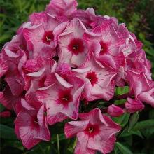 Нажмите чтобы увеличить изображение