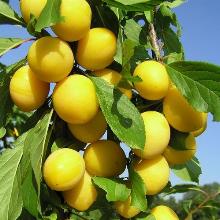 СЛИВА ЦАРСКАЯ пакет