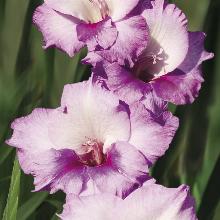 ГЛАДИОЛУС ПАМИНАКЛАС ПАРТИЗАНАМ 3шт-пакет