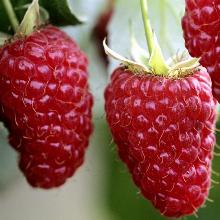 МАЛИНА КРУПНОПЛОДНАЯ ГИГАНТ МОСКОВСКИЙ окс