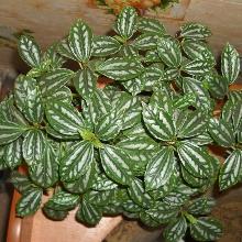 ПИЛЕЯ КАДЬЕ горшок-с1 флос