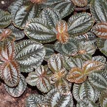 ПИЛЕЯ СПРУСА горшок-с1 флос