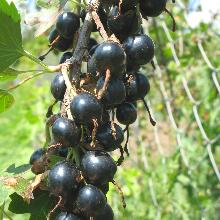 ЙОШТА   пакет