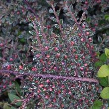 КИЗИЛЬНИК АТРОПУРПУРЕА ВАРИЕГАТА пакет