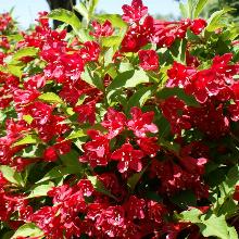 ВЕЙГЕЛА ЛЮЦИФЕР пакет