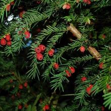 ТИСС ЯГОДНЫЙ БАККАТА пакет