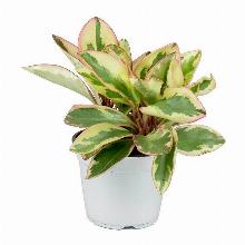 ПЕПЕРОМИЯ ДЖЕЛЛИ горшок-с2 флос