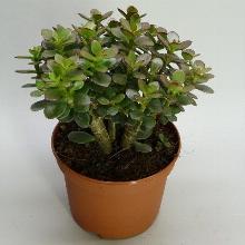 Нажмите чтобы увеличить изображение