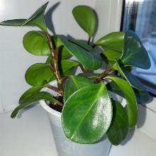 ПЕПЕРОМИЯ МАГНОЛИЕЛИСТНАЯ горшок-с2 флос