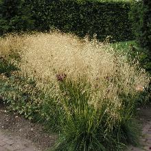 ЛУГОВИК ДЕРНИСТЫЙ ГОЛДШЕЛЕР горшок-p9