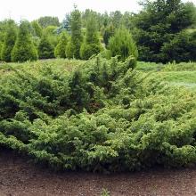 МОЖЖЕВЕЛЬНИК ОБЫКНОВЕННЫЙ ДЕПРЕССА АУРЕЯ горшок-p9