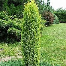 МОЖЖЕВЕЛЬНИК ОБЫКНОВЕННЫЙ СУЭЦИКА горшок-p9