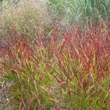 ПРОСО ПРУТЬЕВИДНОЕ РОТСТРАХЛБУШ горшок-p9