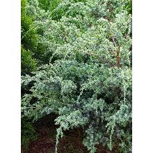 МОЖЖЕВЕЛЬНИК КИТАЙСКИЙ БЛУ АЛЬП горшок-с1