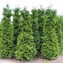 ТУЯ СКЛАДЧАТАЯ ГЕЛЬДЕРЛАНД горшок-с1