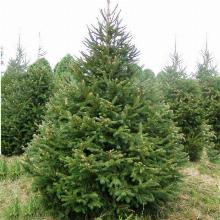 ЕЛЬ ОБЫКНОВЕННАЯ горшок-с1