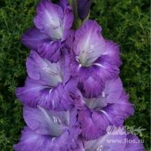 ГЛАДИОЛУС ХЛЕМ 3шт-пакет