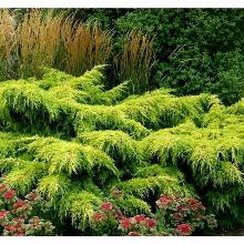 МОЖЖЕВЕЛЬНИК СРЕДНИЙ ПФИТЦЕРИАНА ГОЛД КОСТ горшок-с1