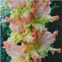 ГЛАДИОЛУС ПИРШЕСТВО 3шт-пакет