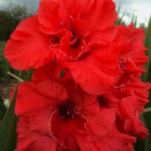 ГЛАДИОЛУС КРАСНАЯ ЗВЕЗДА 1шт-пакет 3-разбор
