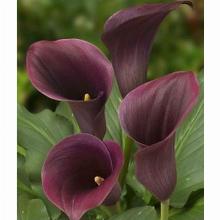 КАЛЛА СУМАТРА пакет