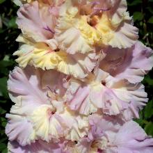 ГЛАДИОЛУС ЮКУНКУН 1шт-пакет 1-разбор