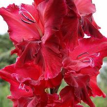 ГЛАДИОЛУС НАОМИ 1шт-пакет 1-разбор