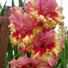 ГЛАДИОЛУС МАРГО 1шт-пакет 1-разбор