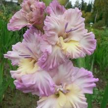 ГЛАДИОЛУС НОВЫЙ ПОВОРОТ 3шт-пакет