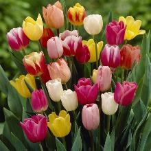 ТЮЛЬПАН 5 ШТ горшок-с1