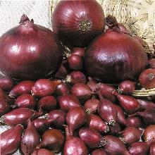 ЛУК РЕПЧАТЫЙ РЕД БАРОН 1,0 Г гавриш