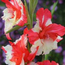 ГЛАДИОЛУС ФЕНОМЕН 3шт-пакет