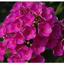 ФЛОКС КОСМОПОЛИТЕН горшок-с1